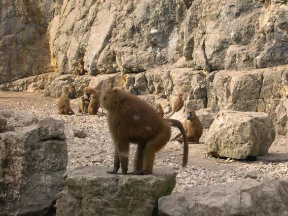  Babouins dans les rochers  (zoo de la citadelle)